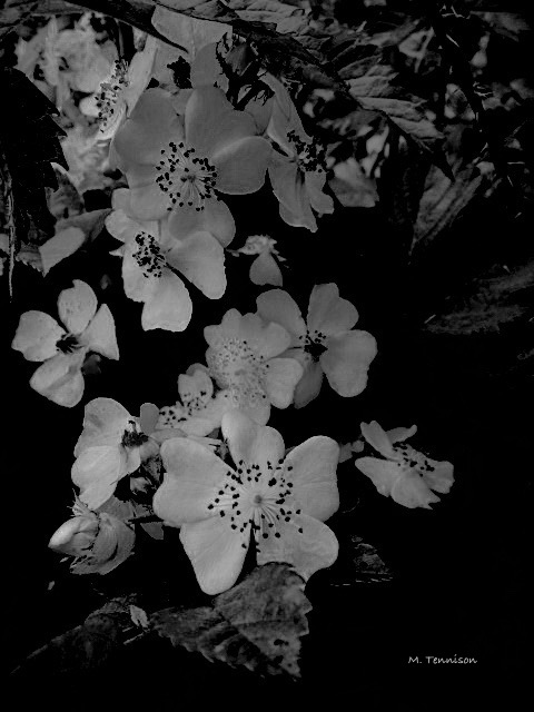 blackberry blossoms signed